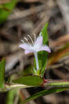 Harper's buttonweed